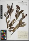 Foto von Salix atrocinerea Brot.
